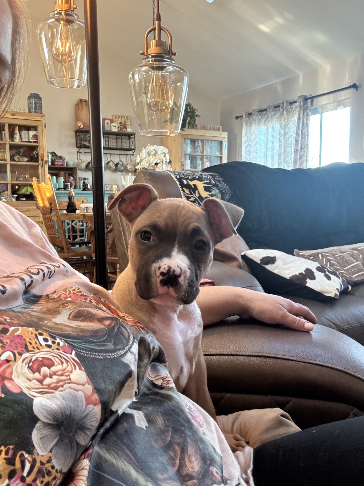 the best real pit bull terrier breeder in the USA