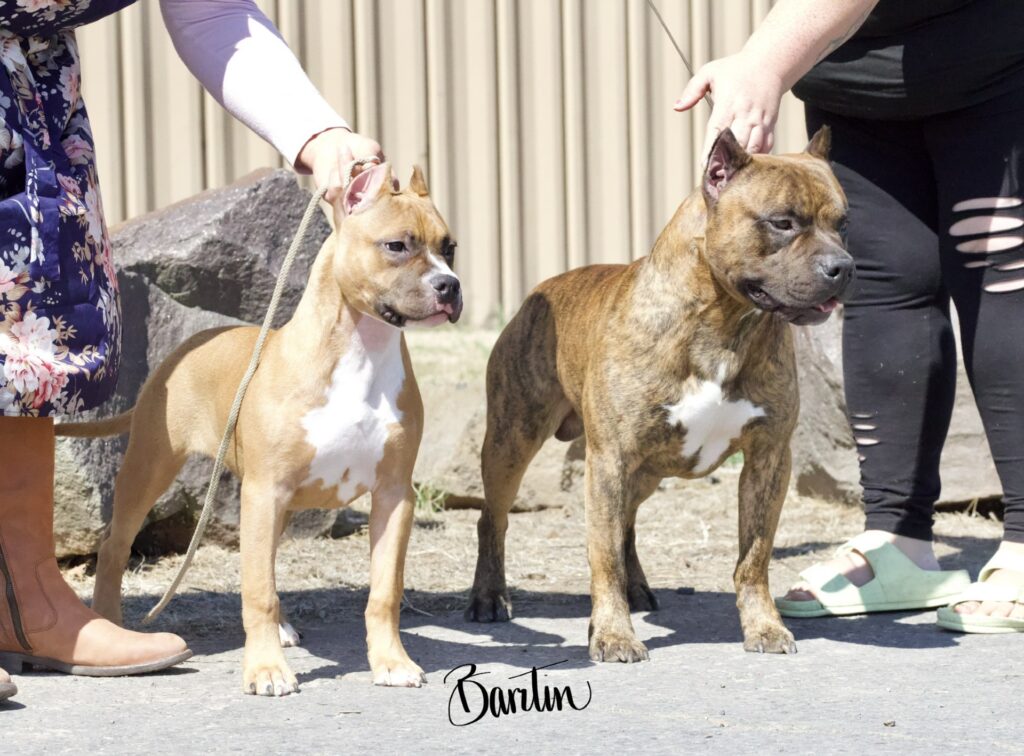 reputable american pit bull terrier breeder