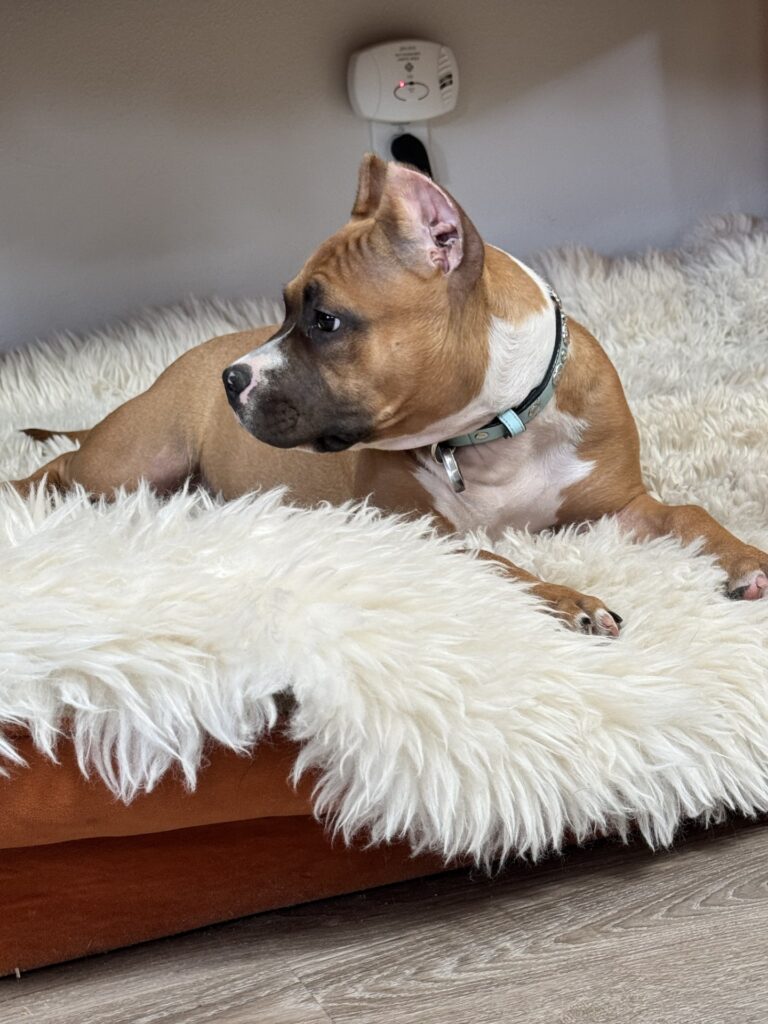 reputable american pit bull terrier breeder
