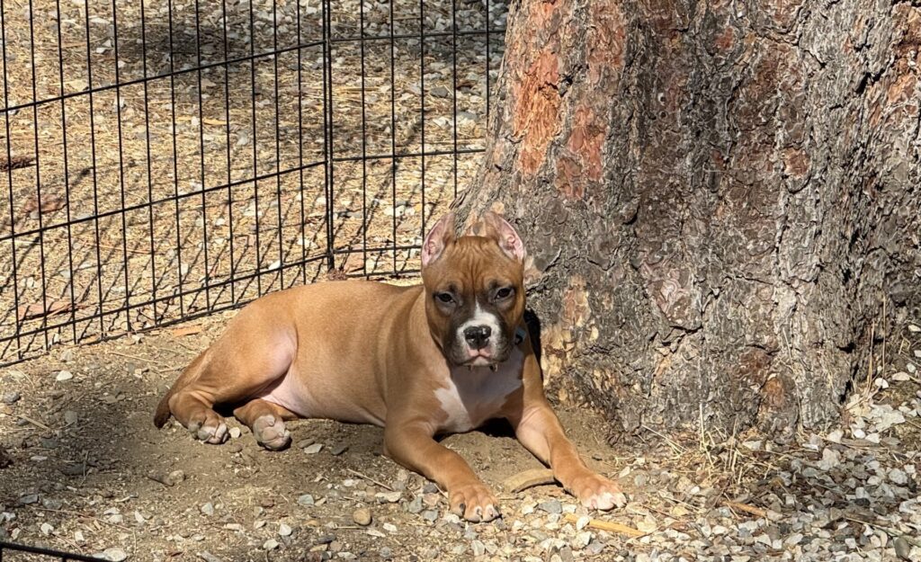 reputable american pit bull terrier breeder