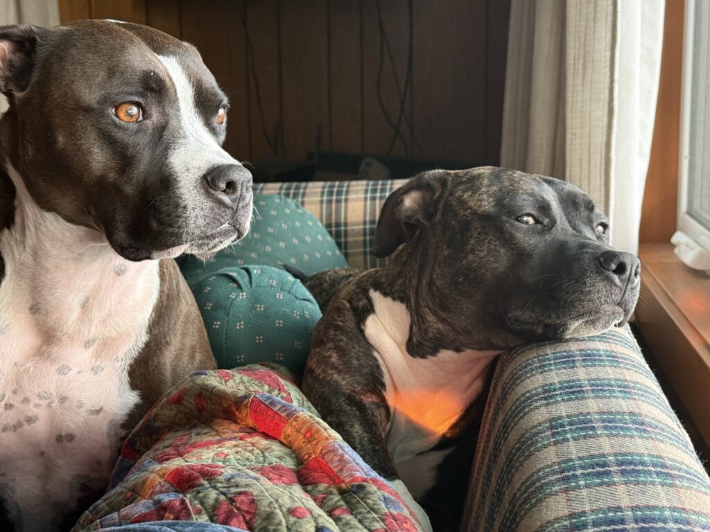 reputable american pit bull terrier breeder
