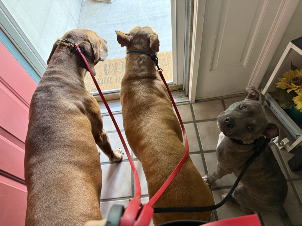 reputable american pit bull terrier breeder