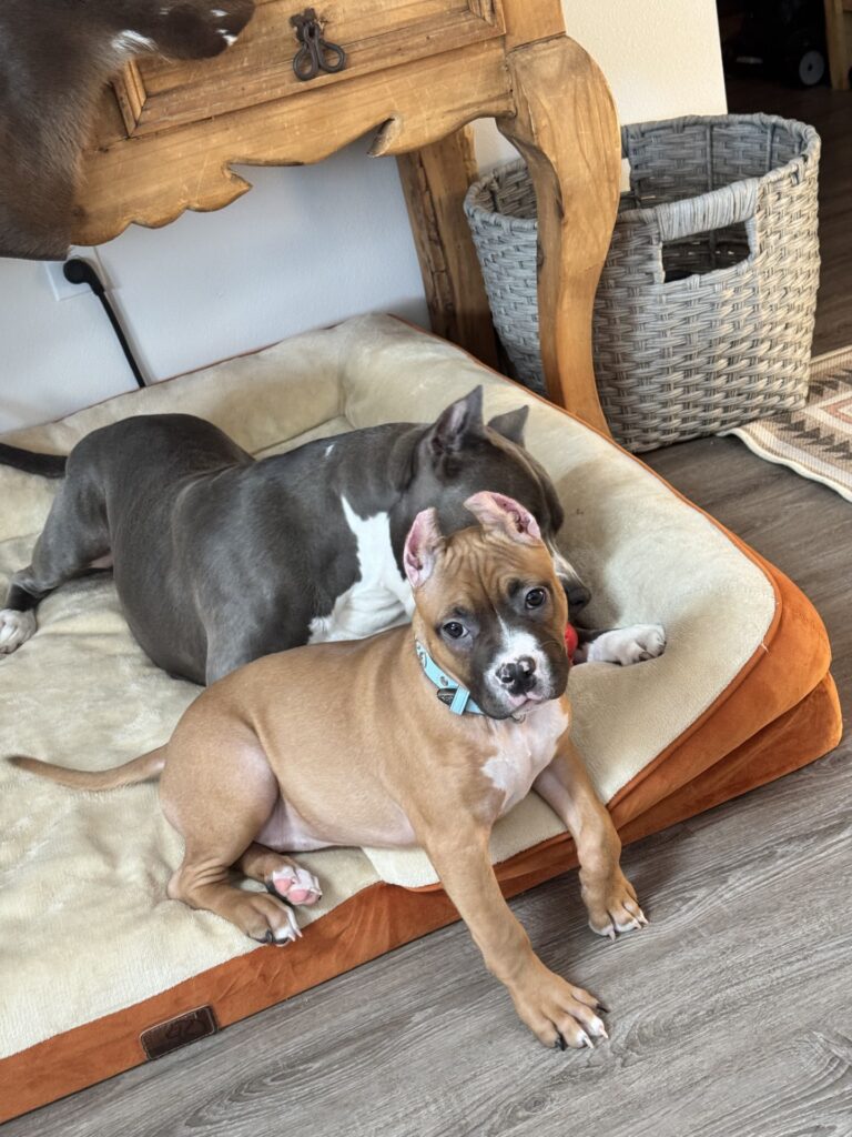 reputable american pit bull terrier breeder
