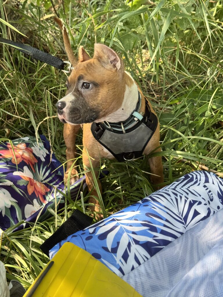 reputable american pit bull terrier breeder