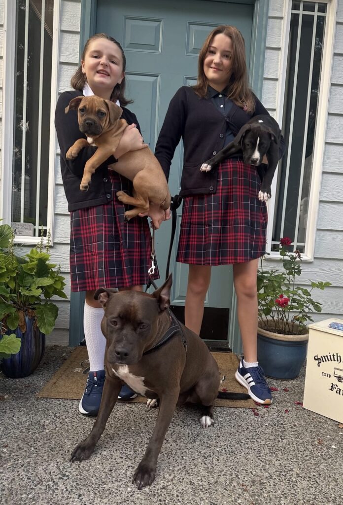 reputable american pit bull terrier breeder