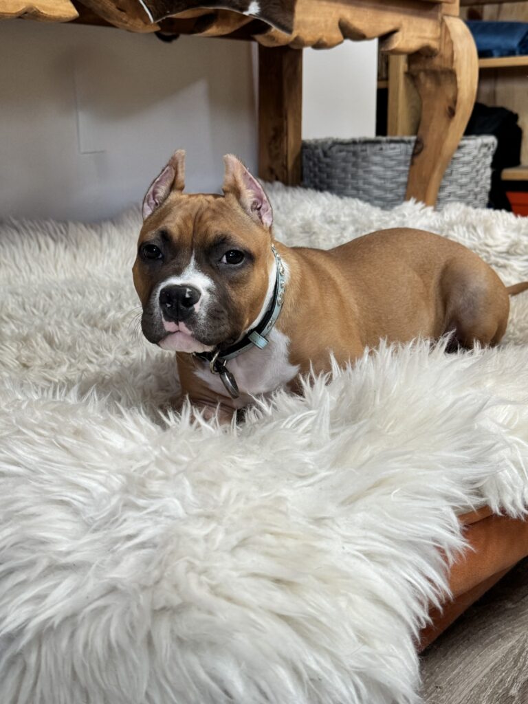 reputable american pit bull terrier breeder
