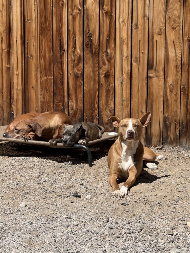 reputable american pit bull terrier breeder
