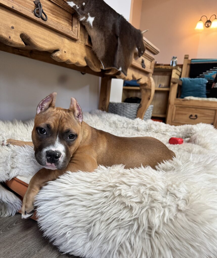 reputable american pit bull terrier breeder