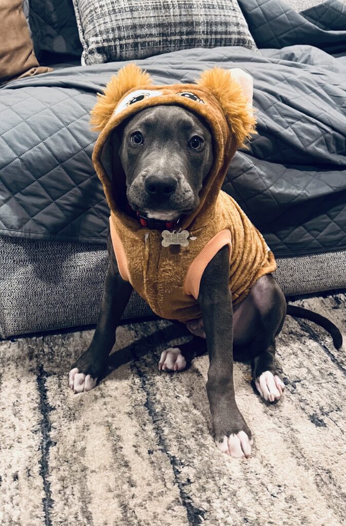 reputable american pit bull terrier breeder