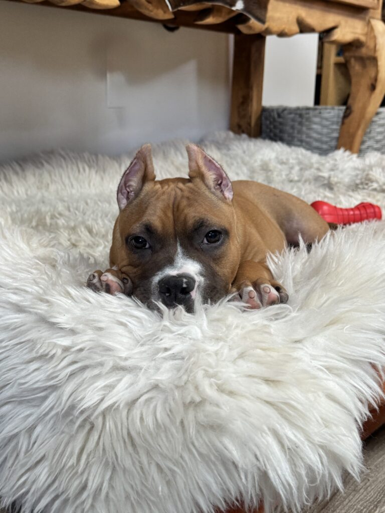 reputable american pit bull terrier breeder