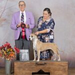reputable american pit bull terrier breeder