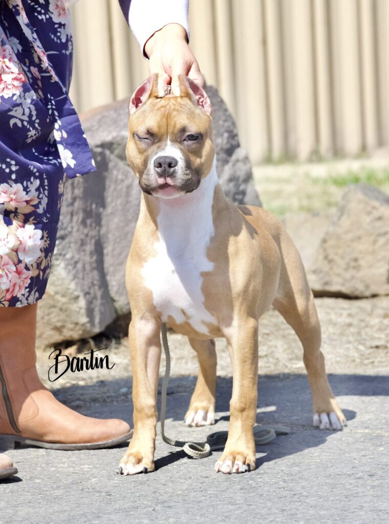 reputable american pit bull terrier breeder