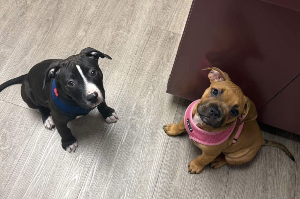 reputable american pit bull terrier breeder