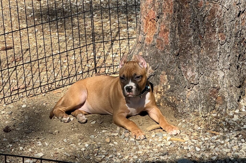 reputable american pit bull terrier breeder