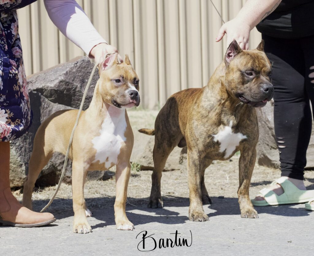 reputable american pit bull terrier breeder