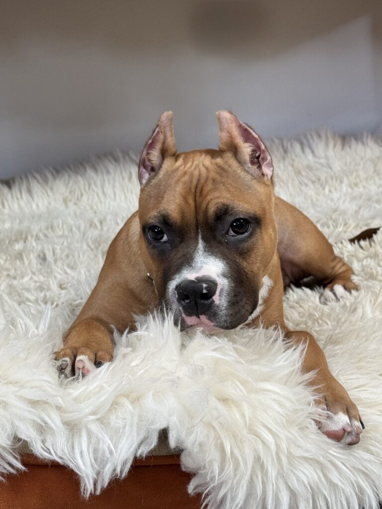 reputable american pit bull terrier breeder