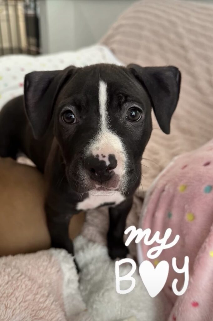 reputable american pit bull terrier breeder