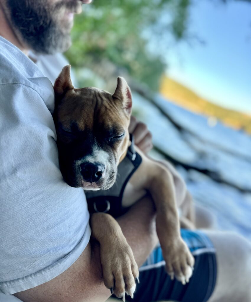 reputable american pit bull terrier breeder