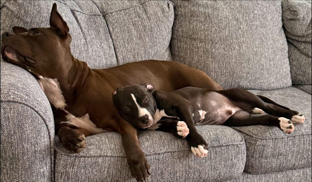 reputable american pit bull terrier breeder