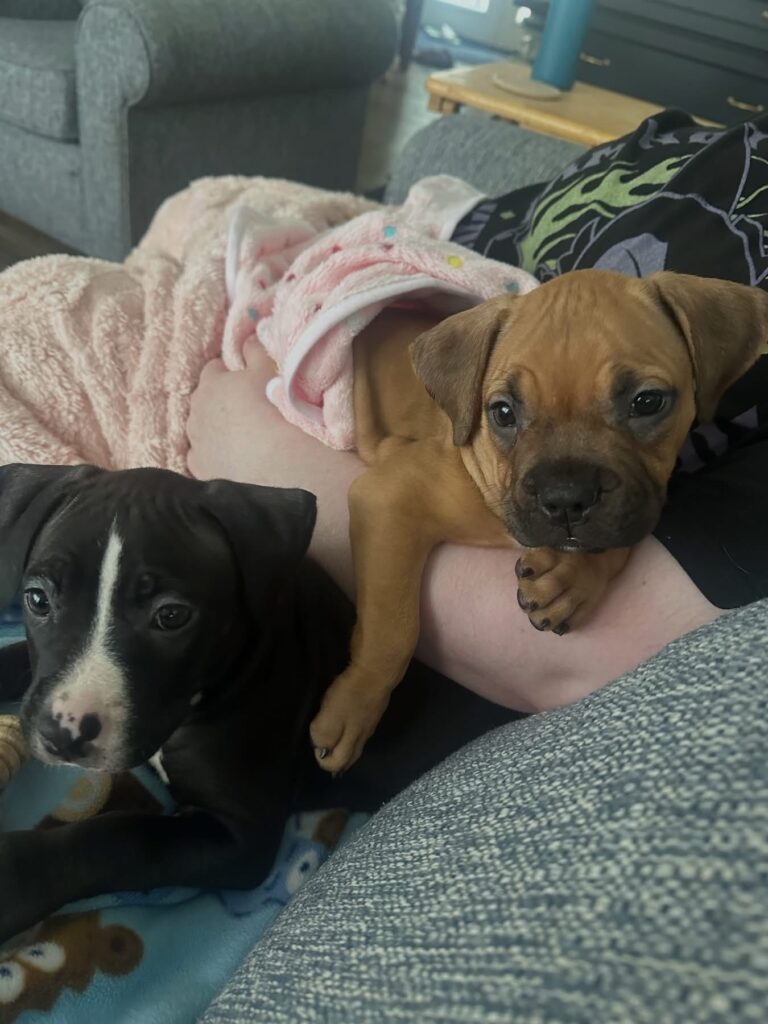 reputable american pit bull terrier breeder
