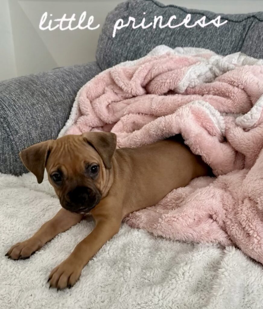 reputable american pit bull terrier breeder