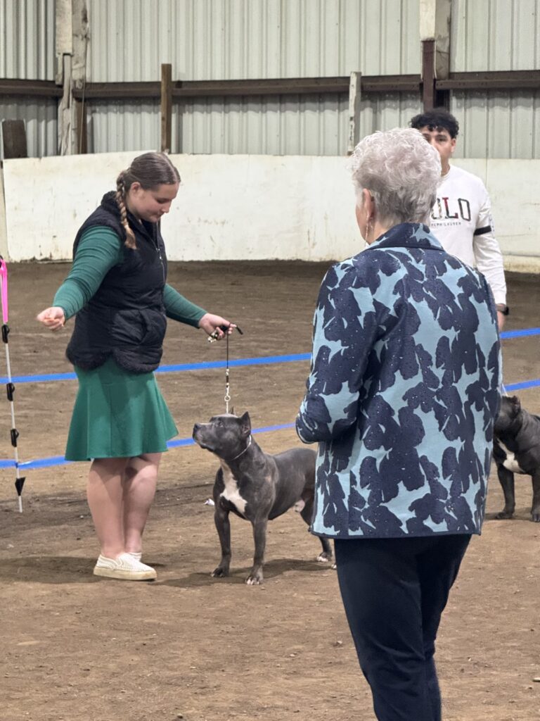 reputable american pit bull terrier breeder