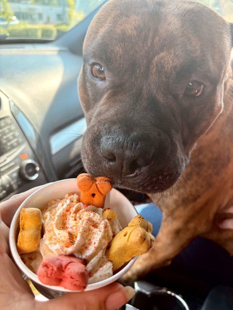 reputable american pit bull terrier breeder