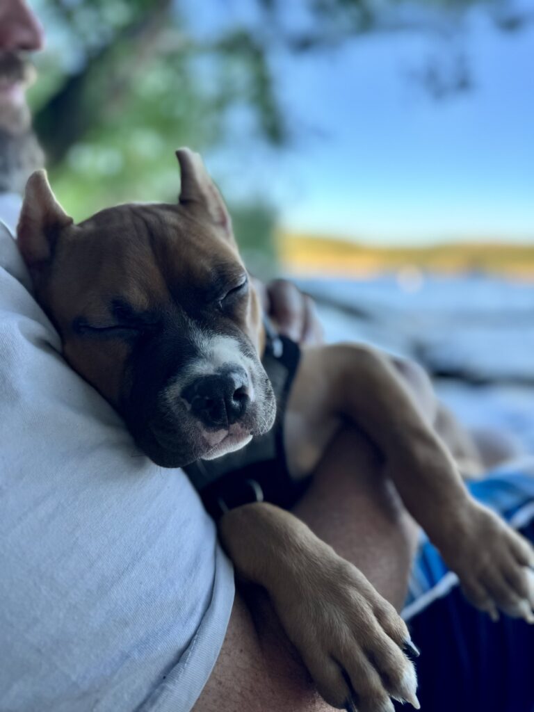 reputable american pit bull terrier breeder