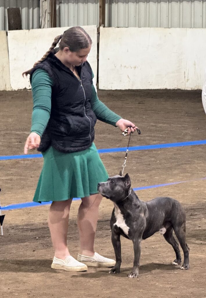reputable american pit bull terrier breeder