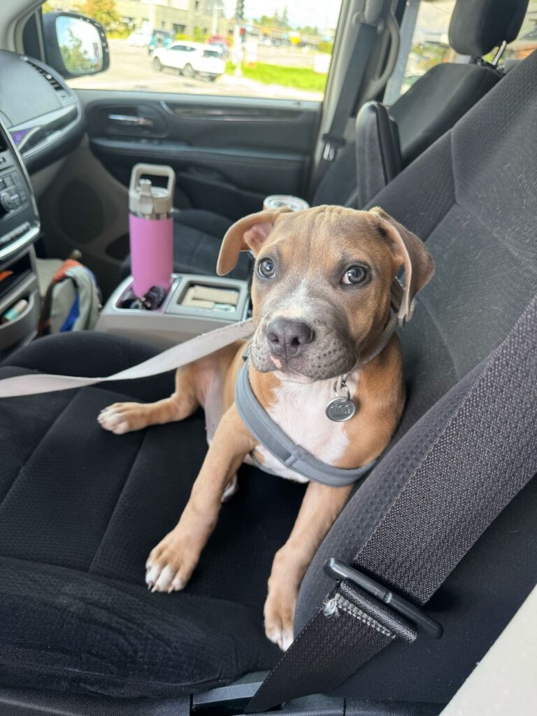 reputable american pit bull terrier breeder