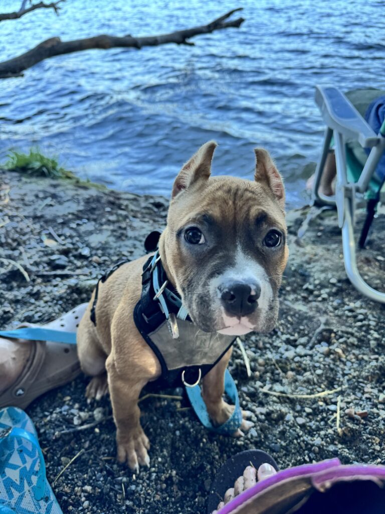 reputable american pit bull terrier breeder