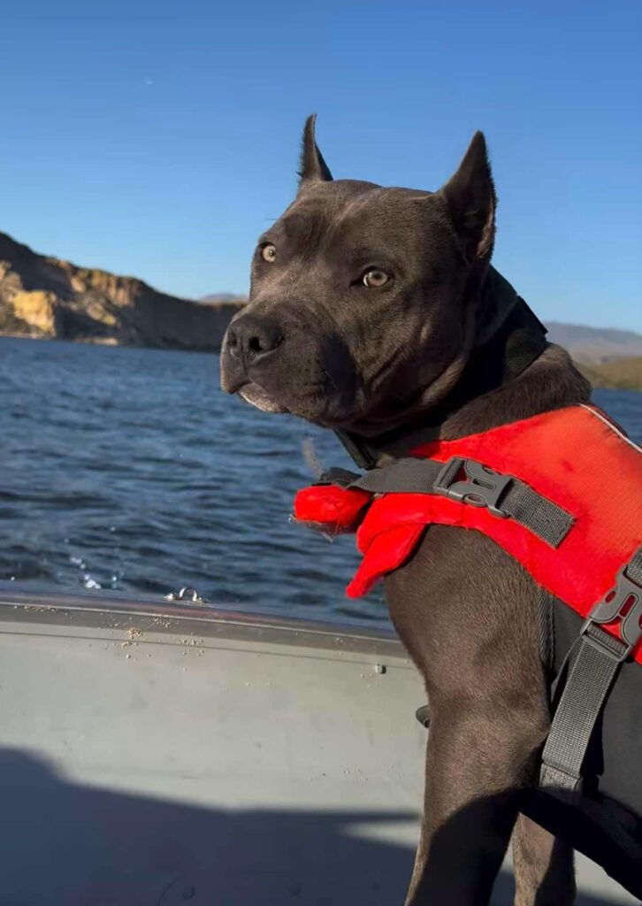 reputable american pit bull terrier breeder