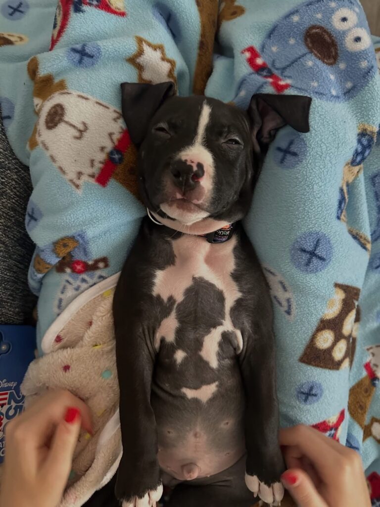 reputable american pit bull terrier breeder