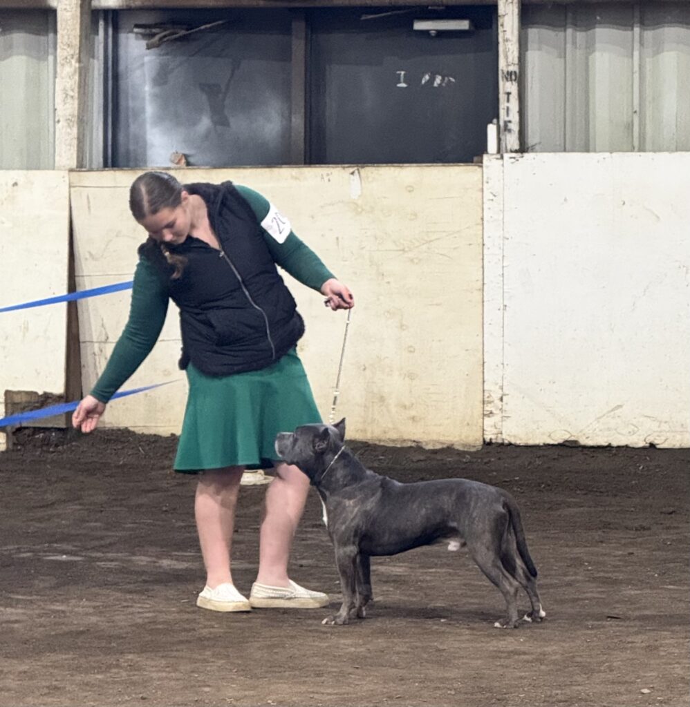 reputable american pit bull terrier breeder