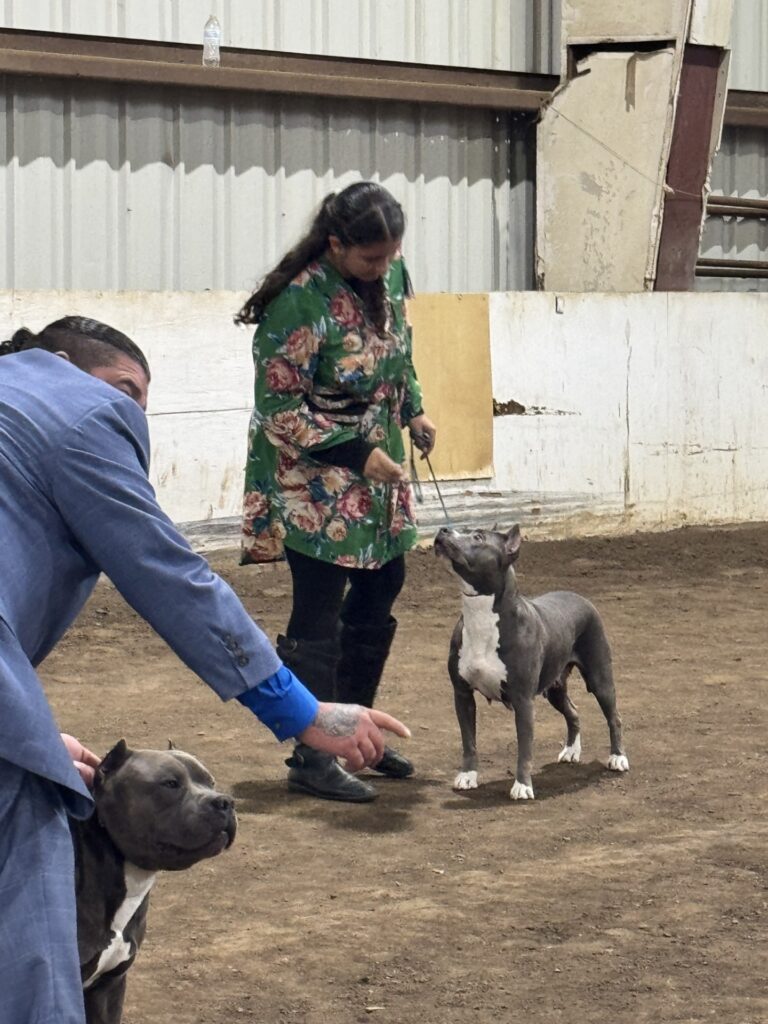 reputable american pit bull terrier breeder