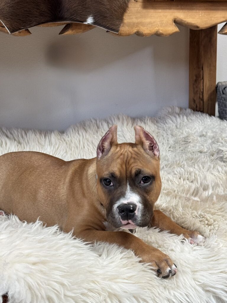 reputable american pit bull terrier breeder