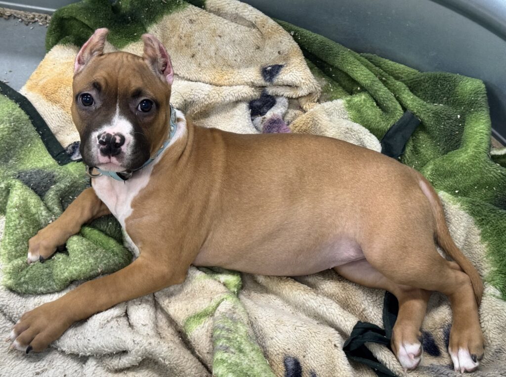 reputable american pit bull terrier breeder