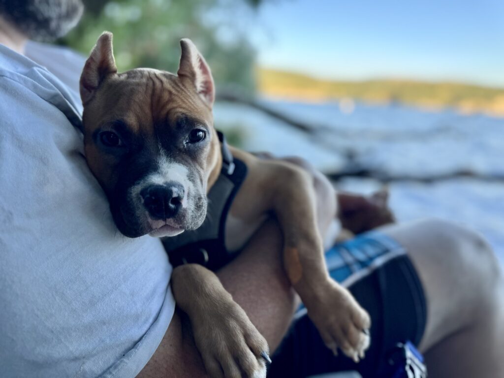 reputable american pit bull terrier breeder