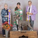 reputable american pit bull terrier breeder