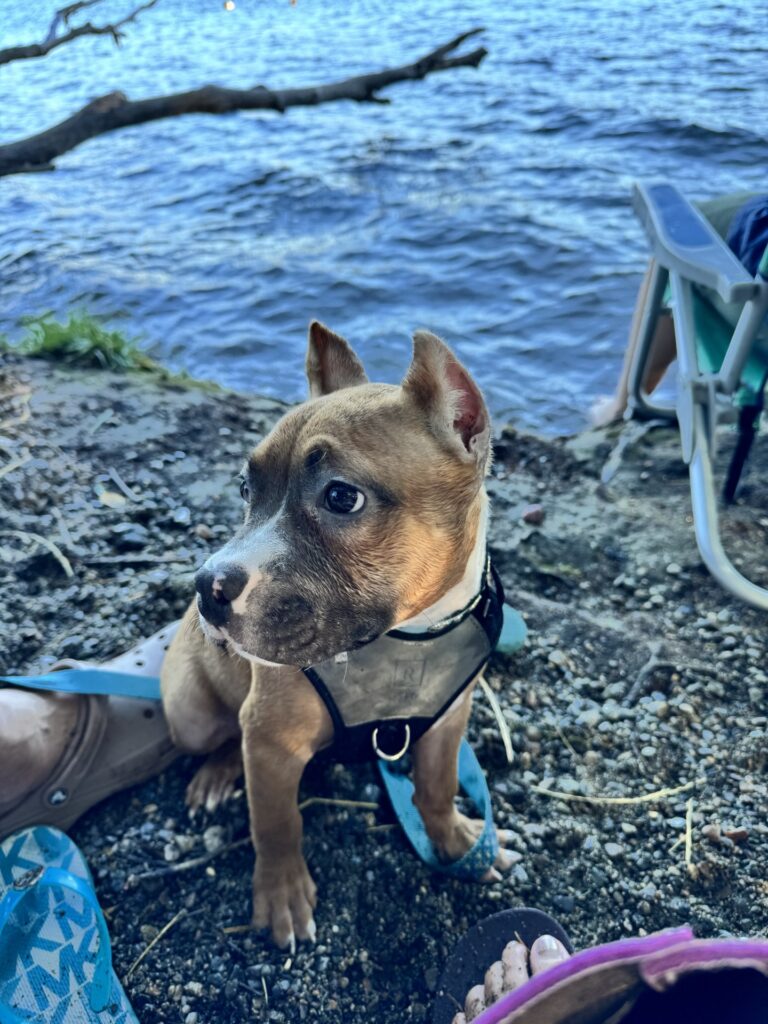 reputable american pit bull terrier breeder