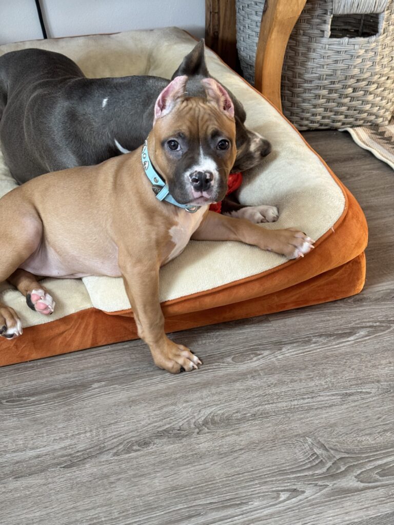 reputable american pit bull terrier breeder