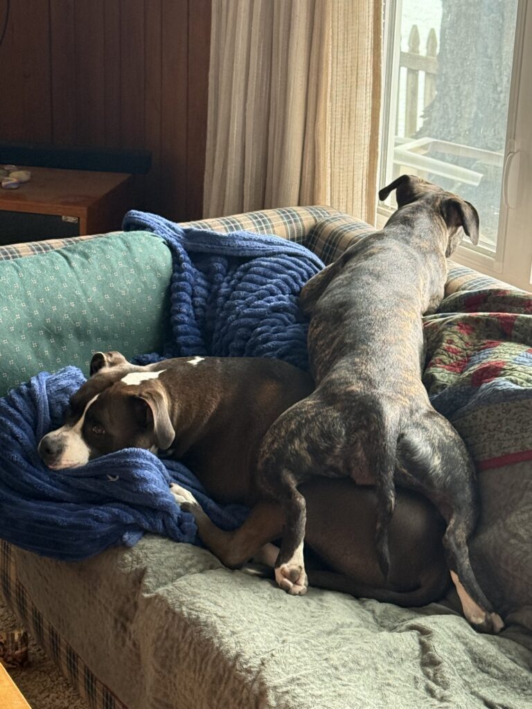 reputable american pit bull terrier breeder