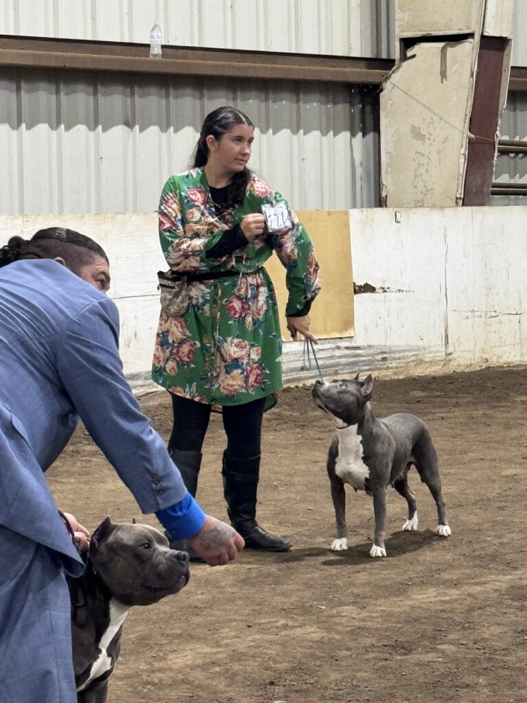 reputable american pit bull terrier breeder