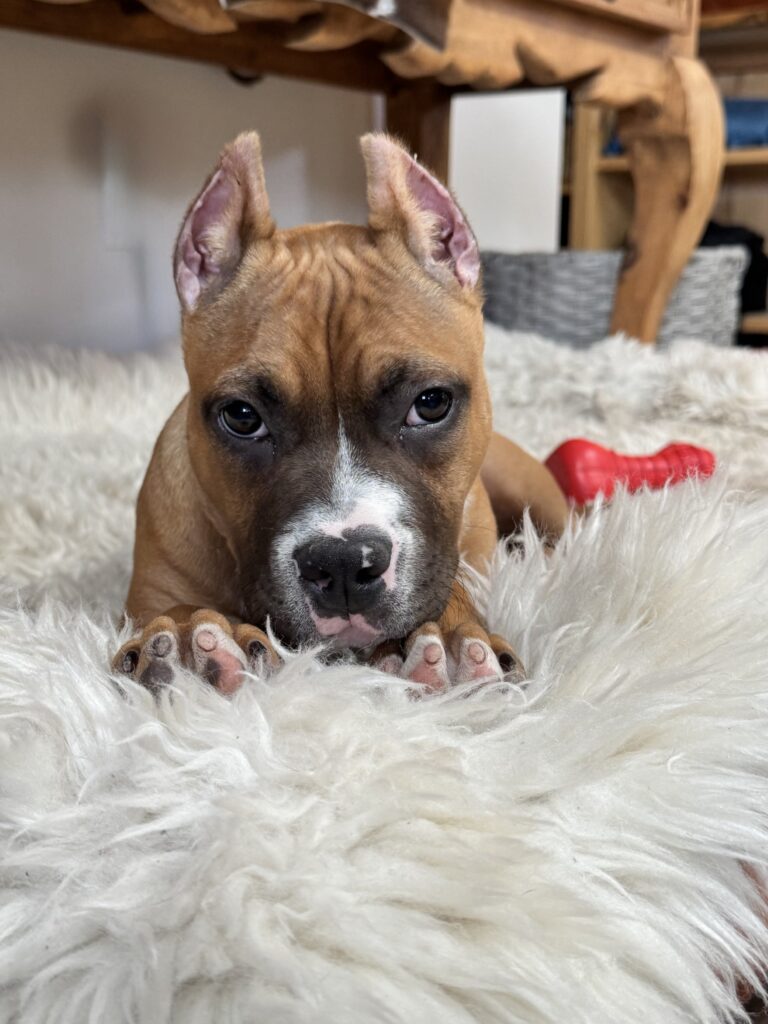 reputable american pit bull terrier breeder