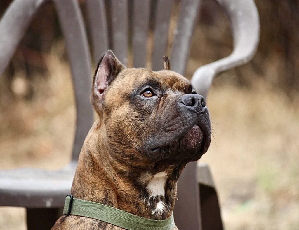 reputable american pit bull terrier breeder