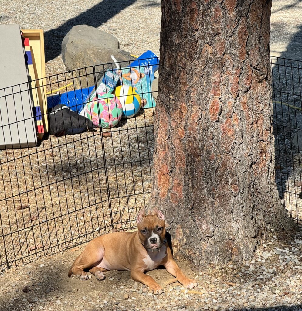reputable american pit bull terrier breeder
