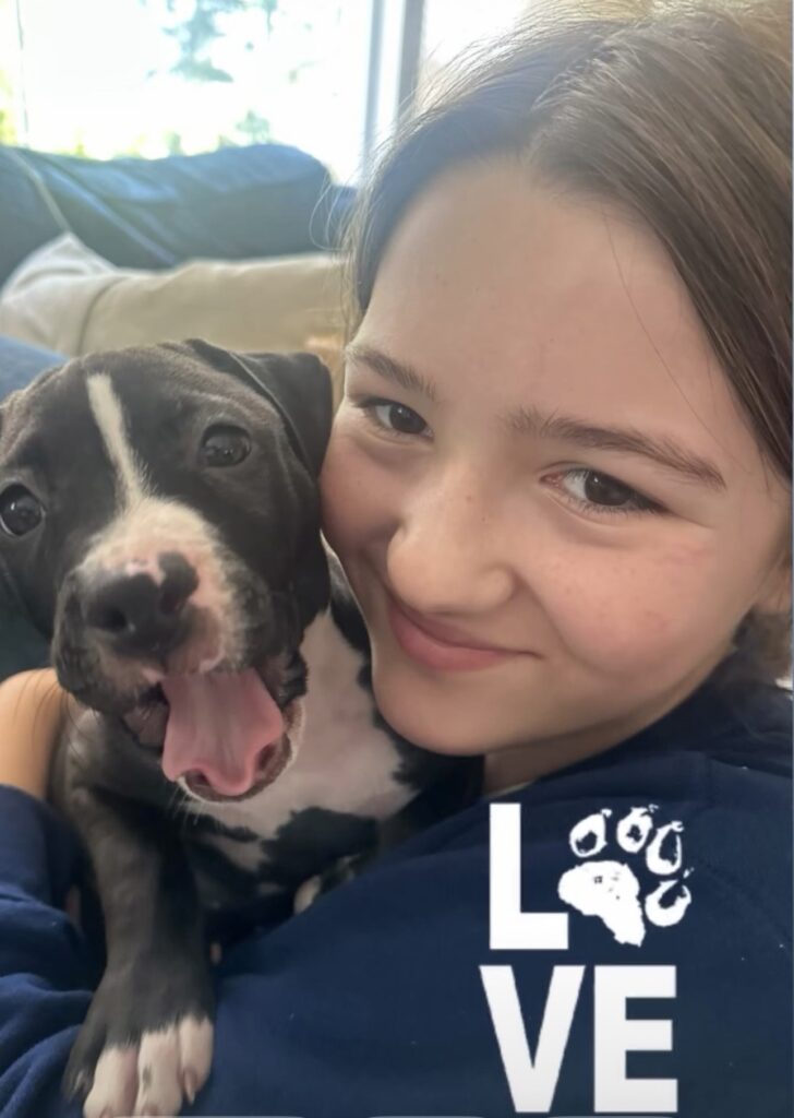 reputable american pit bull terrier breeder