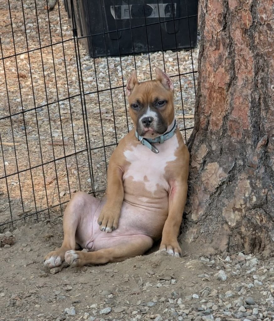 reputable american pit bull terrier breeder