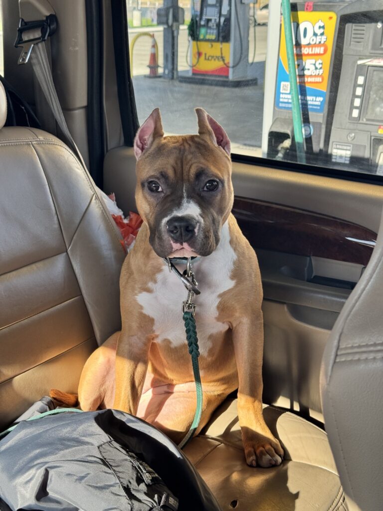 american pit bull terriers in fallon nevada