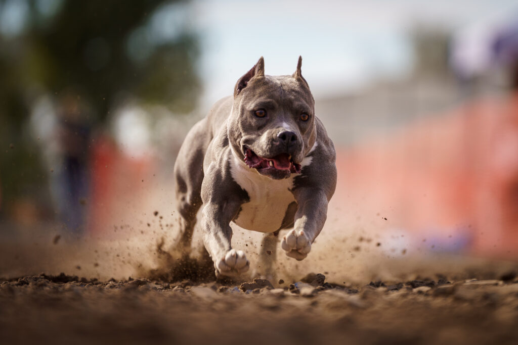 american pit bull terriers in fallon nevada